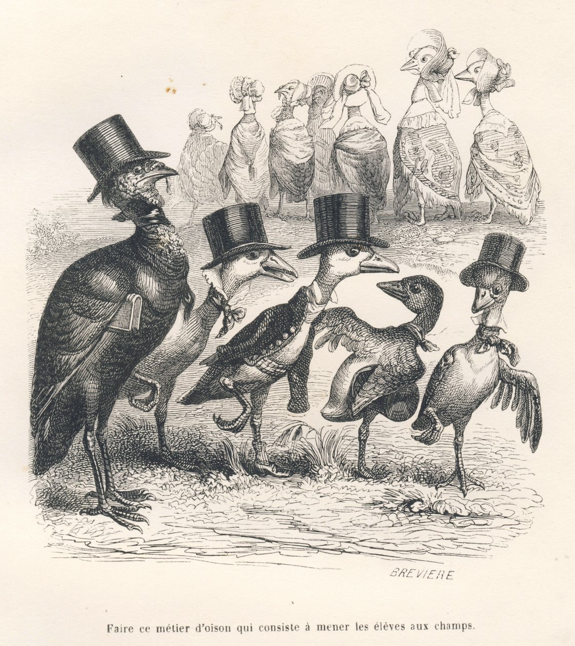 O trabalho de um ganso é levar os alunos para os campos. Os gansos vão-se embora do seu filho. Vinhetas ilustradas por JJ Granville. Gravura assinada Breviere na parte intitulada "Guide-ane a l