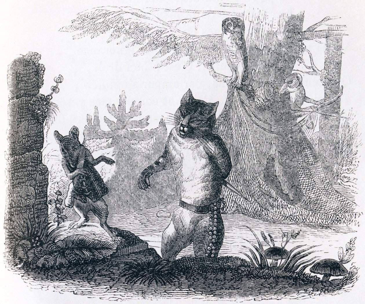 O gato e o rato (Le chat et le ratazana) - Fábulas de La Fontaine de Grandville