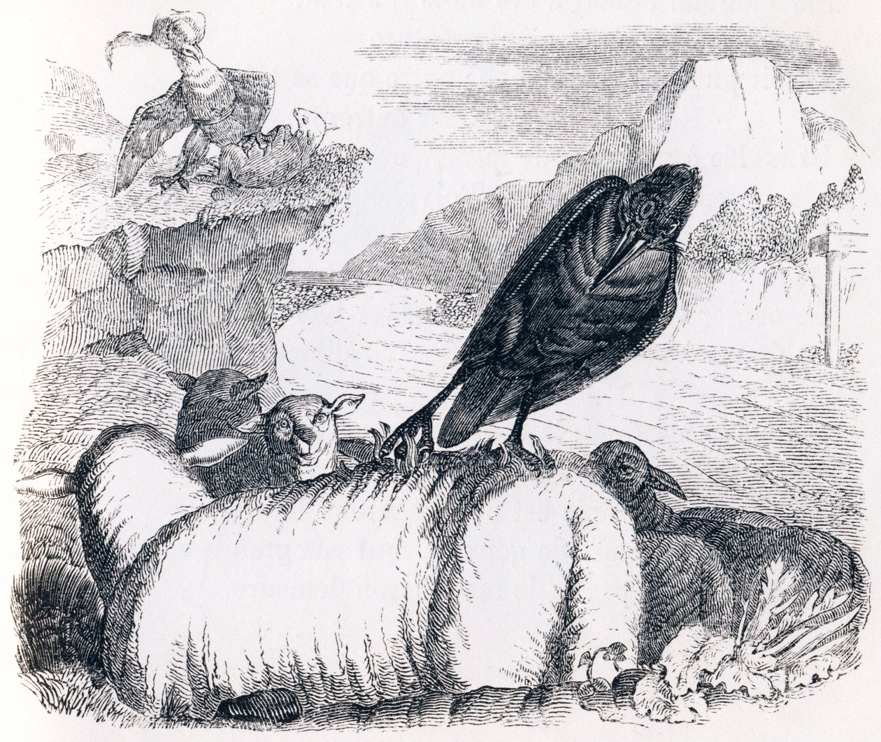O corvo que quer imitar a águia (le corbeau voulant imiter l