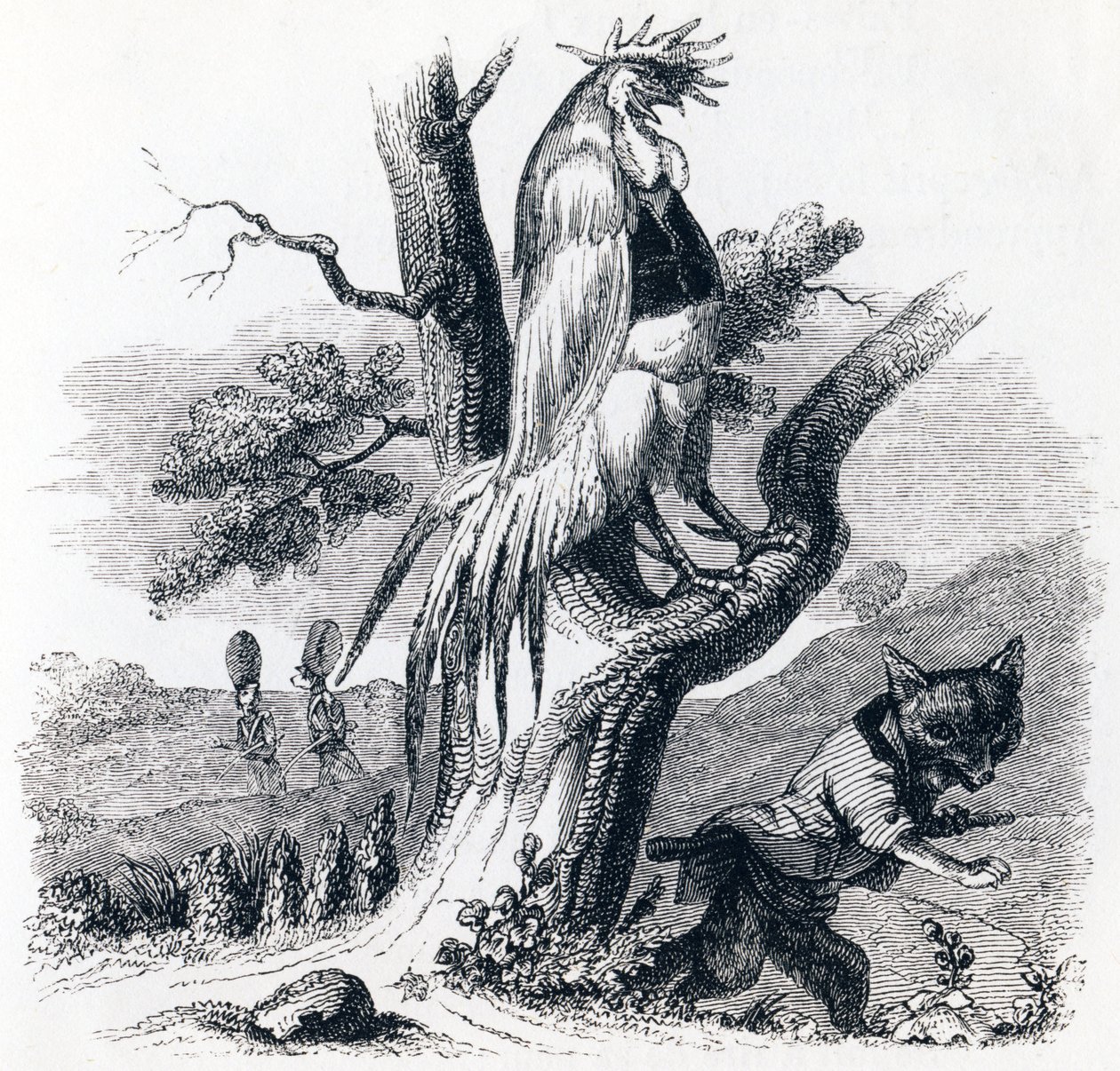 O torrefador e a raposa (Le coq et le renard) - Fábulas de La Fontaine de Grandville