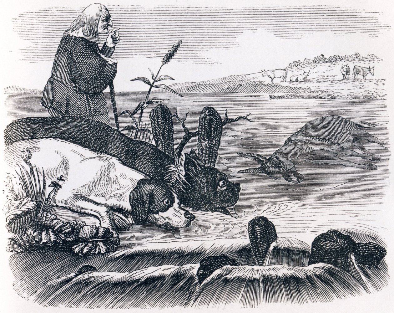 Os dois cães e o burro morto - Fábulas de La Fontaine de Grandville