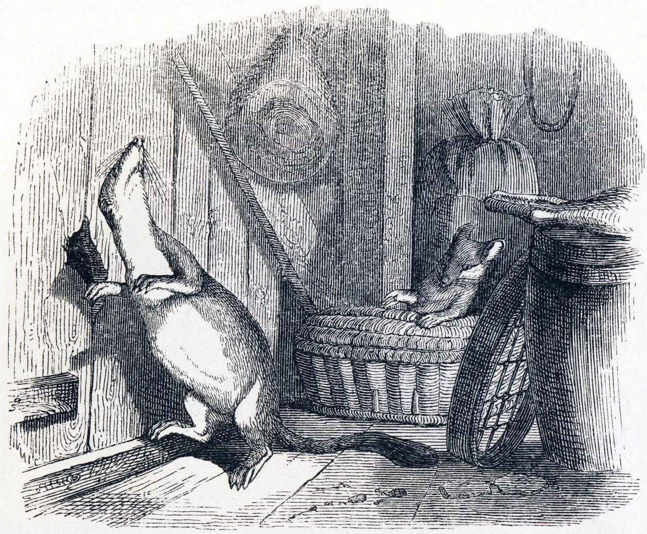 A doninha entra num sótão - Fábulas de La Fontaine de Grandville