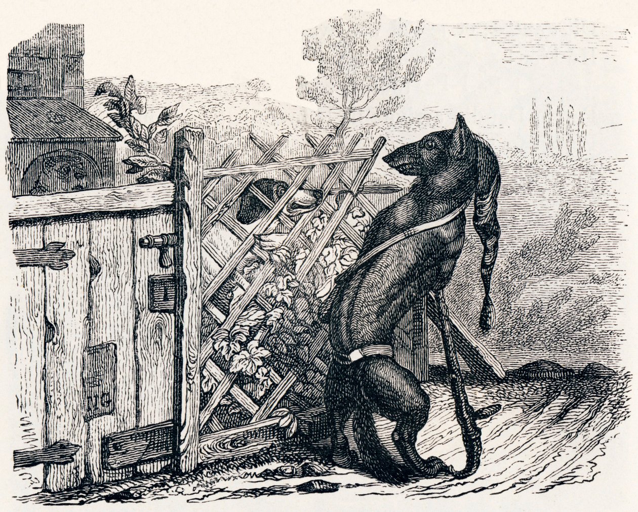 O lobo e o cão magricela (Le loup et le chien maigre) - Fábulas de La Fontaine de Grandville