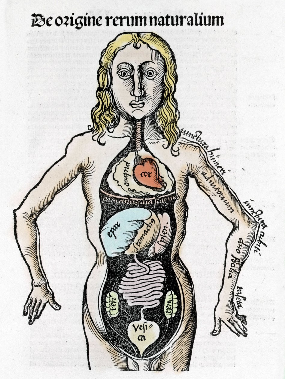 Secção do Corpo Humano - in "Margarita Philosophica" de Gregor Reisch (1467-1525), Bale 1517. de Gregor Reisch