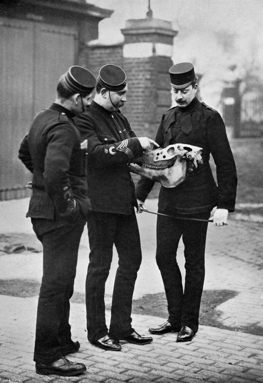 Uma demonstração veterinária, 1st Life Guards, 1896 de Gregory and Co