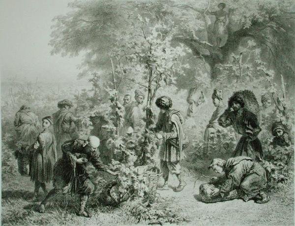 Vindima em Kakhetie, Geórgia, prato 30 de um livro sobre o Cáucaso, gravado por Eugene Le Roux (1807-63) publicado por Alfred Leon Lemercier, Paris de Grigori Grigorevich (after) Gagarin
