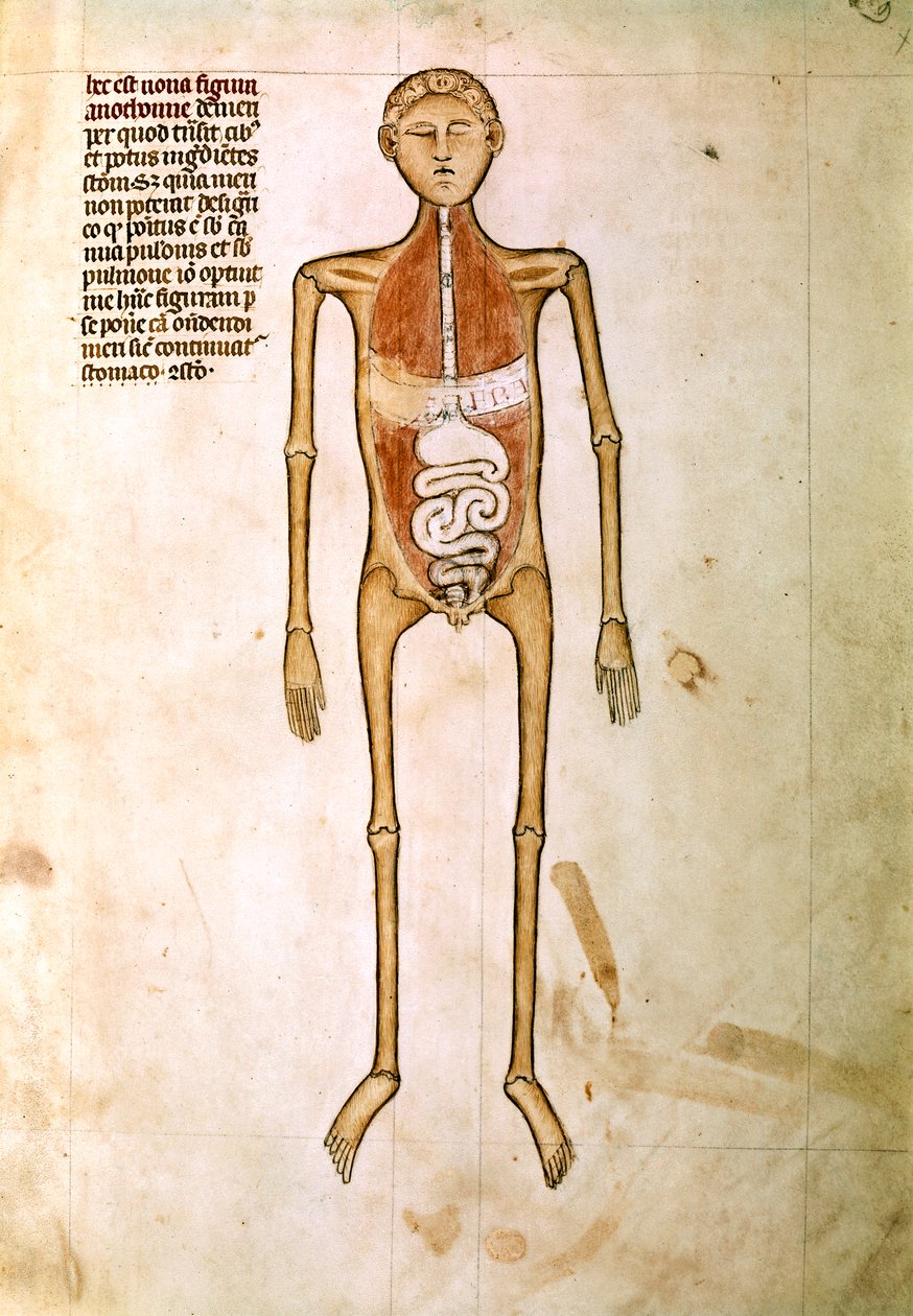 ANATOMIA: Miniatura da "Anatomia" de Guido da Vigevano, médico do rei Filipe VI de França (miniatura) de Guido da Vigevano da Pavia