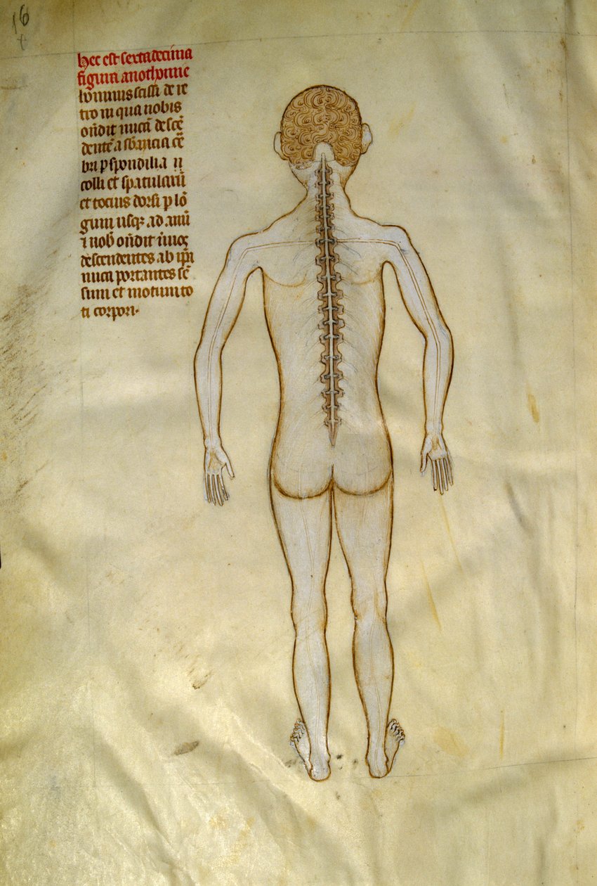 Anatomia e tábuas cirúrgicas: medula espinal (nas vértebras da coluna vertebral). Em "Liber notabilium Philippi septimi francorum regis, a libris Galieni extratus" de Gui de Pavia cerca de 1345. Chantilly, Musee Conde de Guido da Vigevano da Pavia