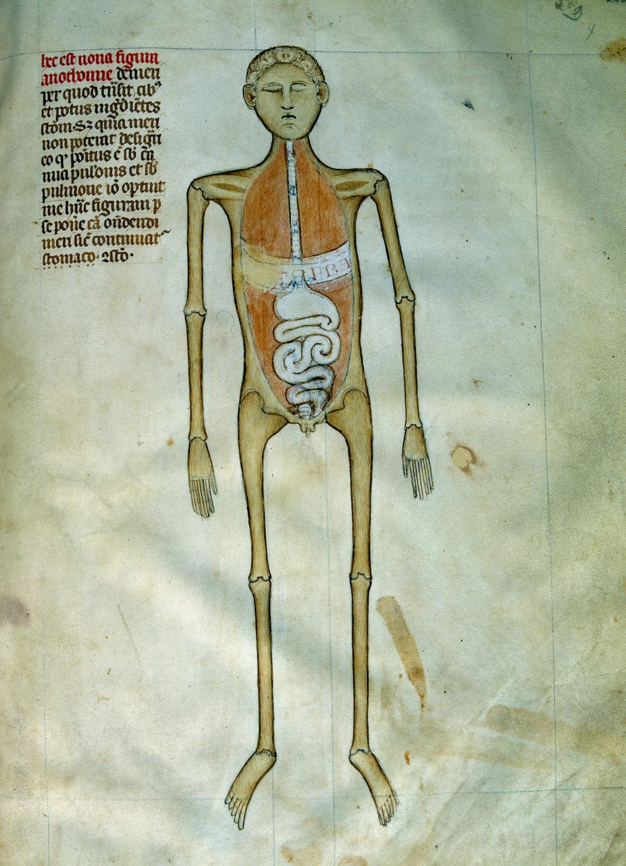 Medicina: anatomia e tábua cirúrgica representando uma casca de árvore. Vista do sistema digestivo. Página retirada do manuscrito "Liber notabilium Philippi septimi francorum regis, a libris Galieni extractus" de Gui de Pavia de Guido da Vigevano da Pavia