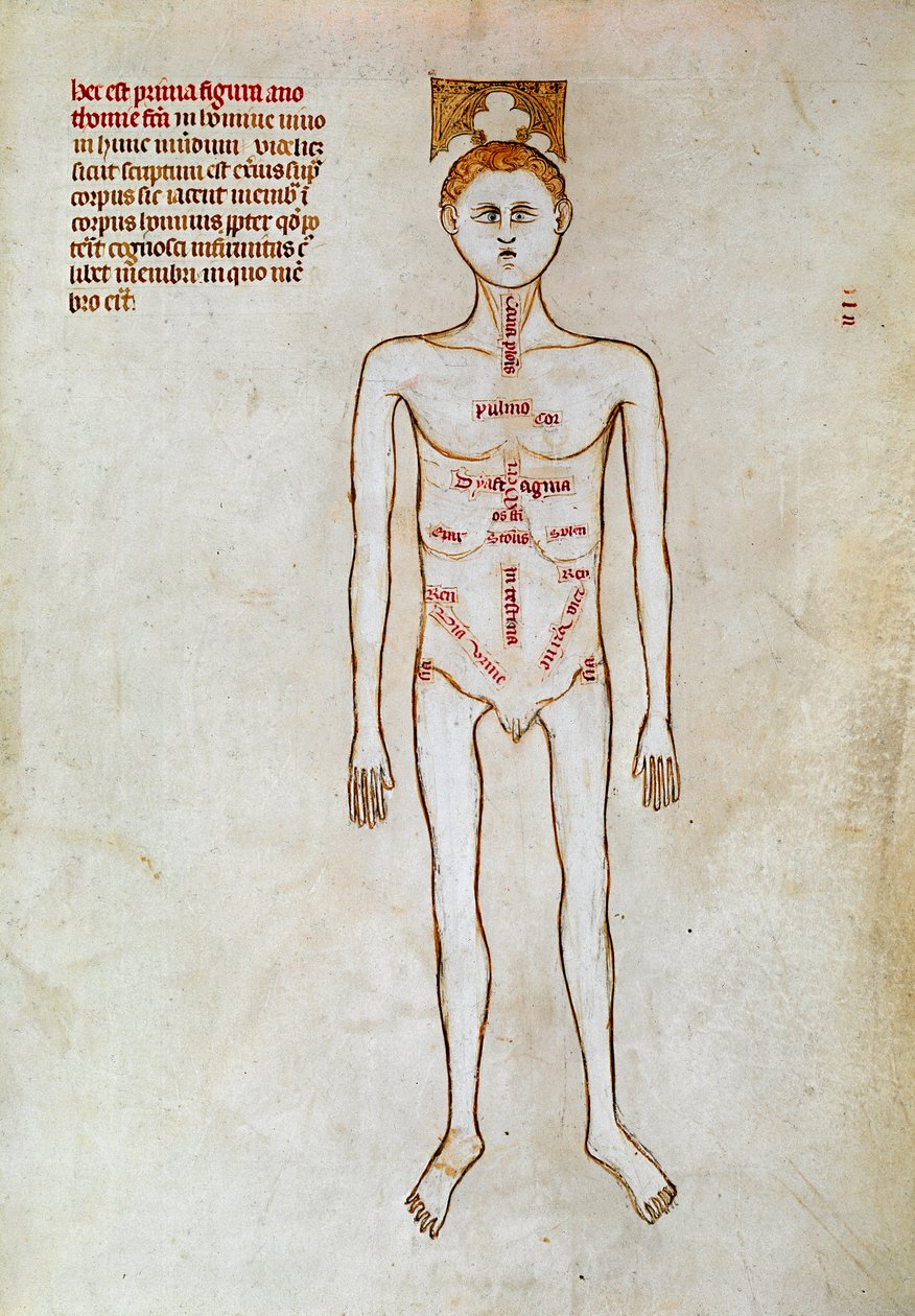 Cirurgia: representação do corpo humano. Miniatura em "Liber notabilium Philippi septimi francorum regis, a libris Galieni extractus" escrito por Gui (Guy) de Pavia de Guido da Vigevano da Pavia