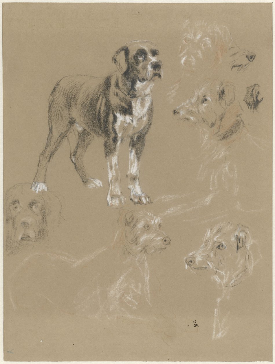 Estudos de um cão de Guillaume Anne van der Brugghen