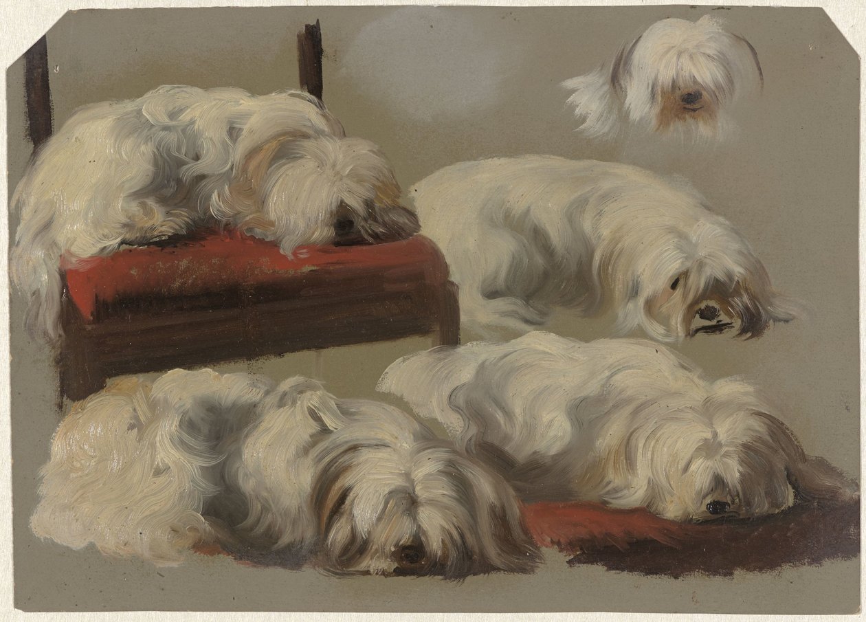 Estudos de um cão de colo branco de Guillaume Anne van der Brugghen