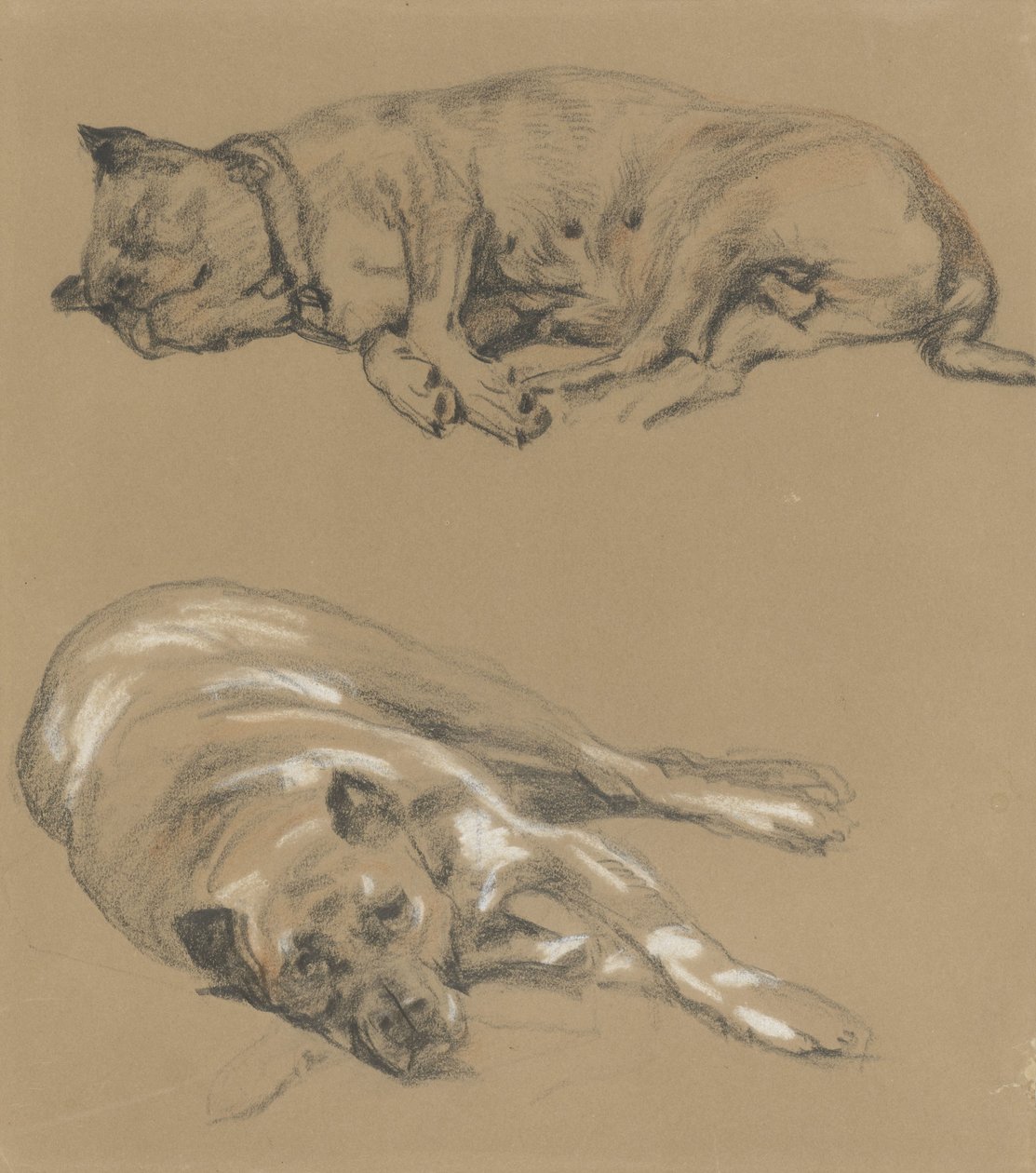 Dois estudos de um cão reclinável de Guillaume Anne van der Brugghen