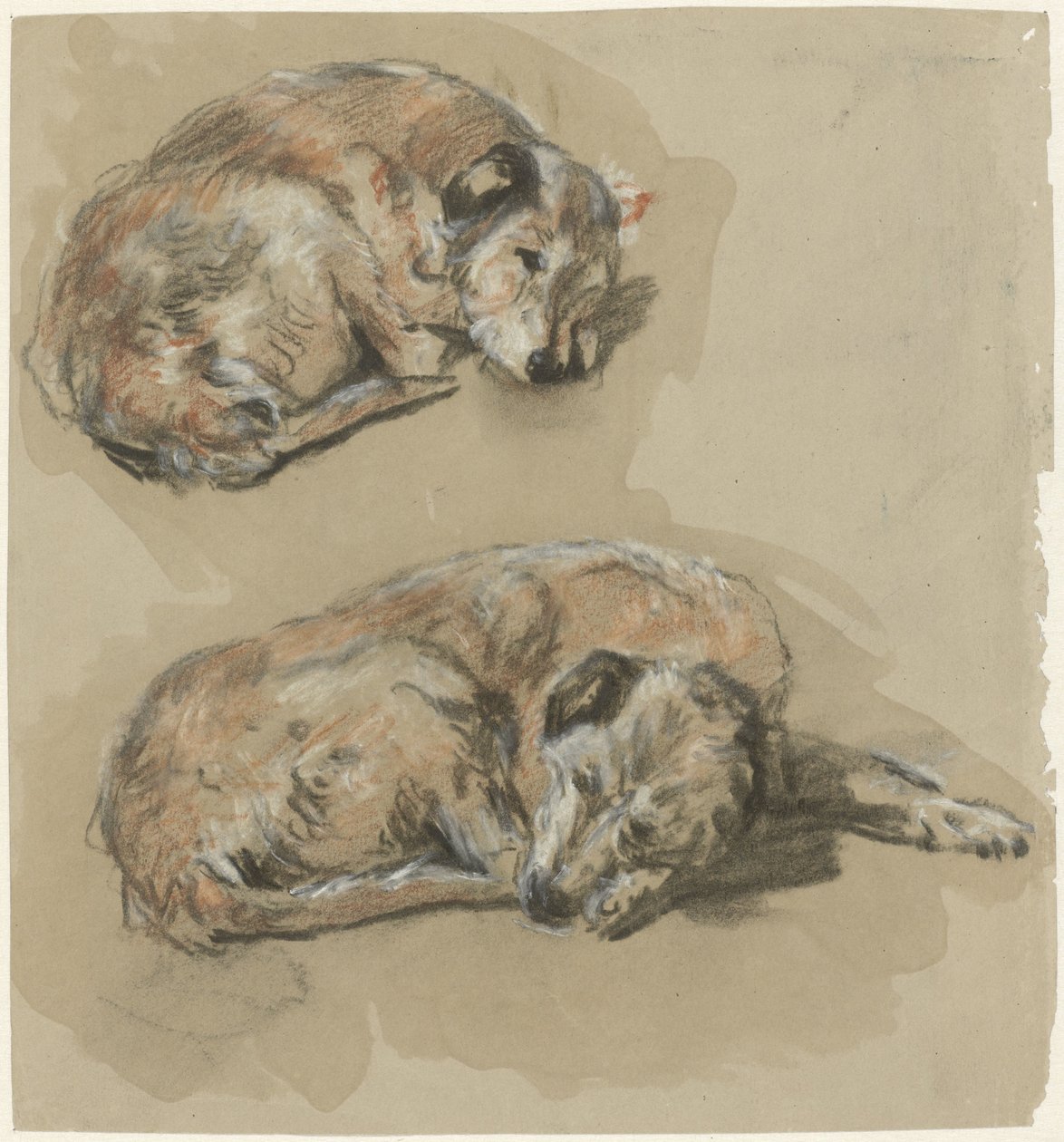 Dois estudos de um cão deitado de Guillaume Anne van der Brugghen