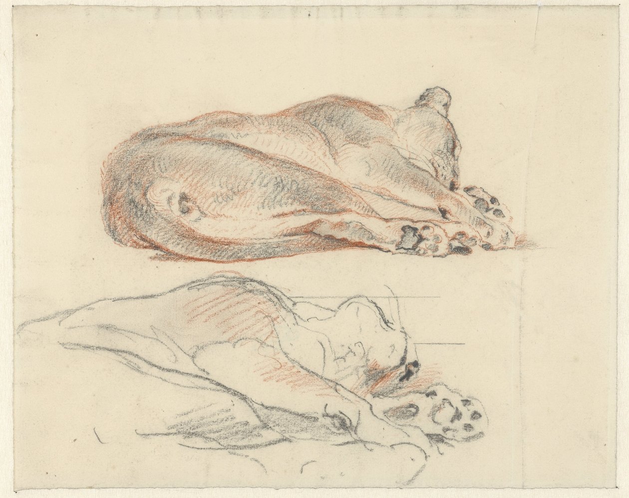 Dois estudos de um tigre reclinável de Guillaume Anne van der Brugghen