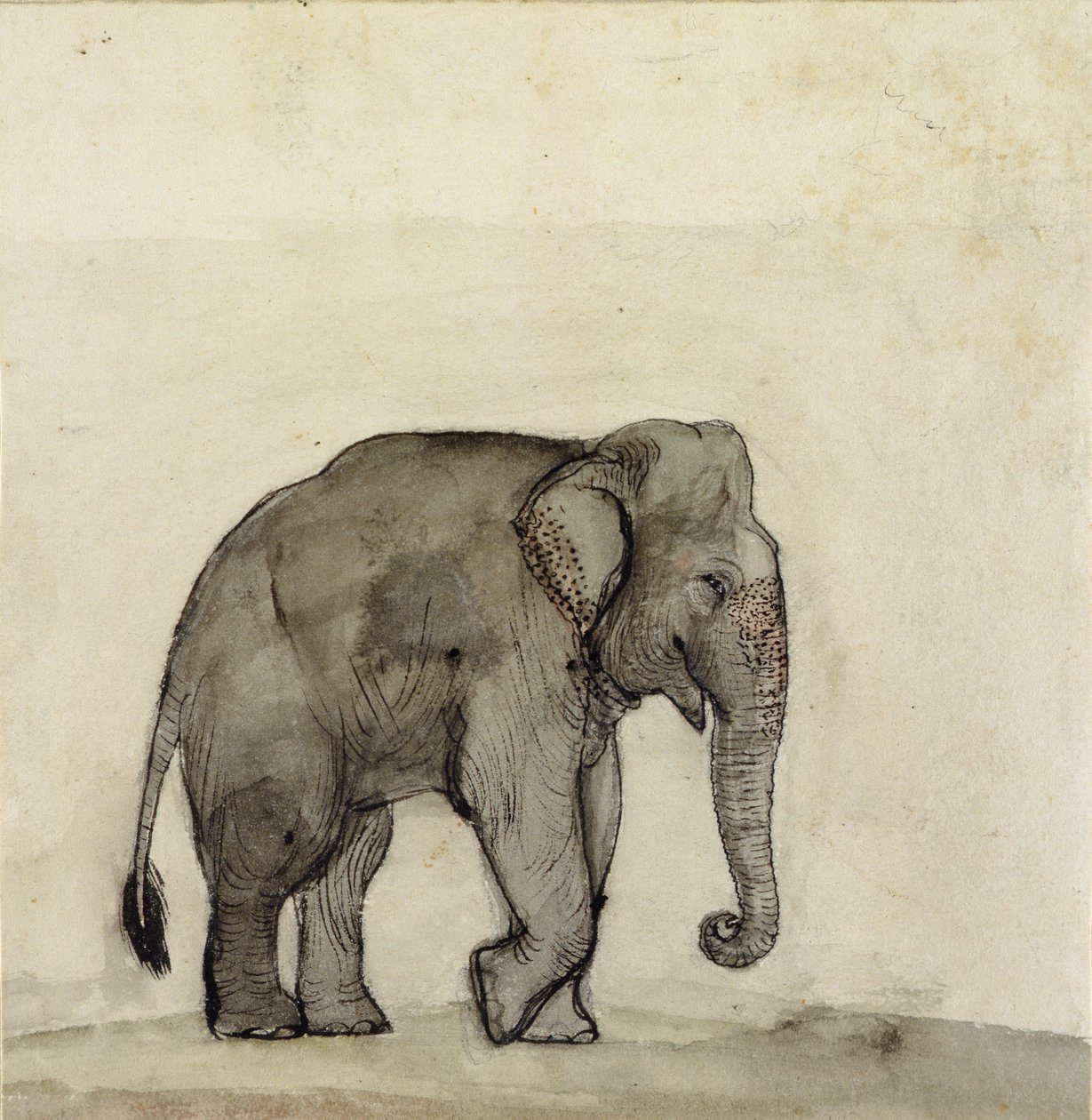 Elefante, c.1790 (caneta e tinta, lavagem e banheiro no papel) de Gungaram Tambat