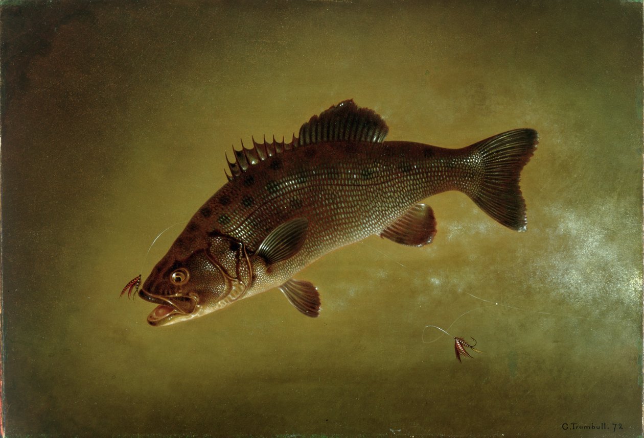 Black Bass, 1872 de Gurdon Trumbull