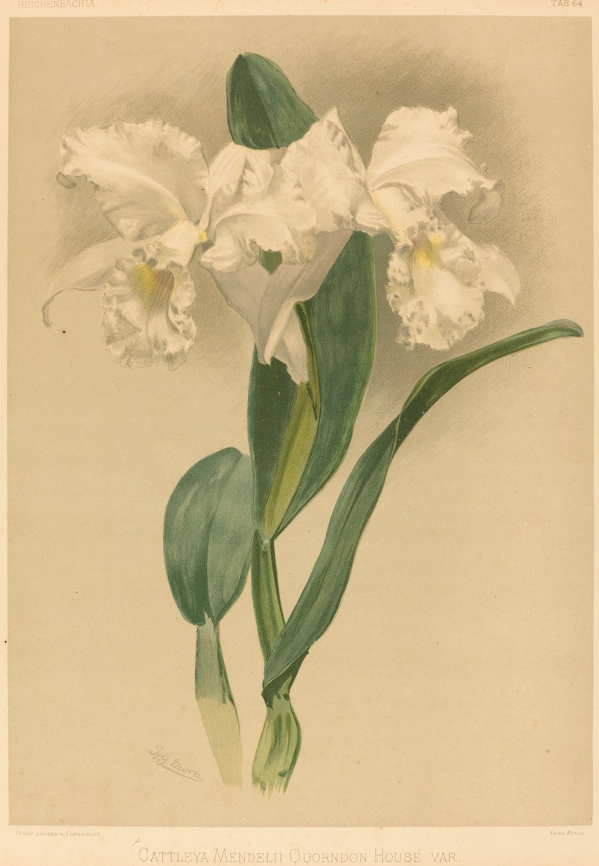 Cattleya Mendelii Quorndon House Var. de Gustav Leutzsch after Henry George Moon