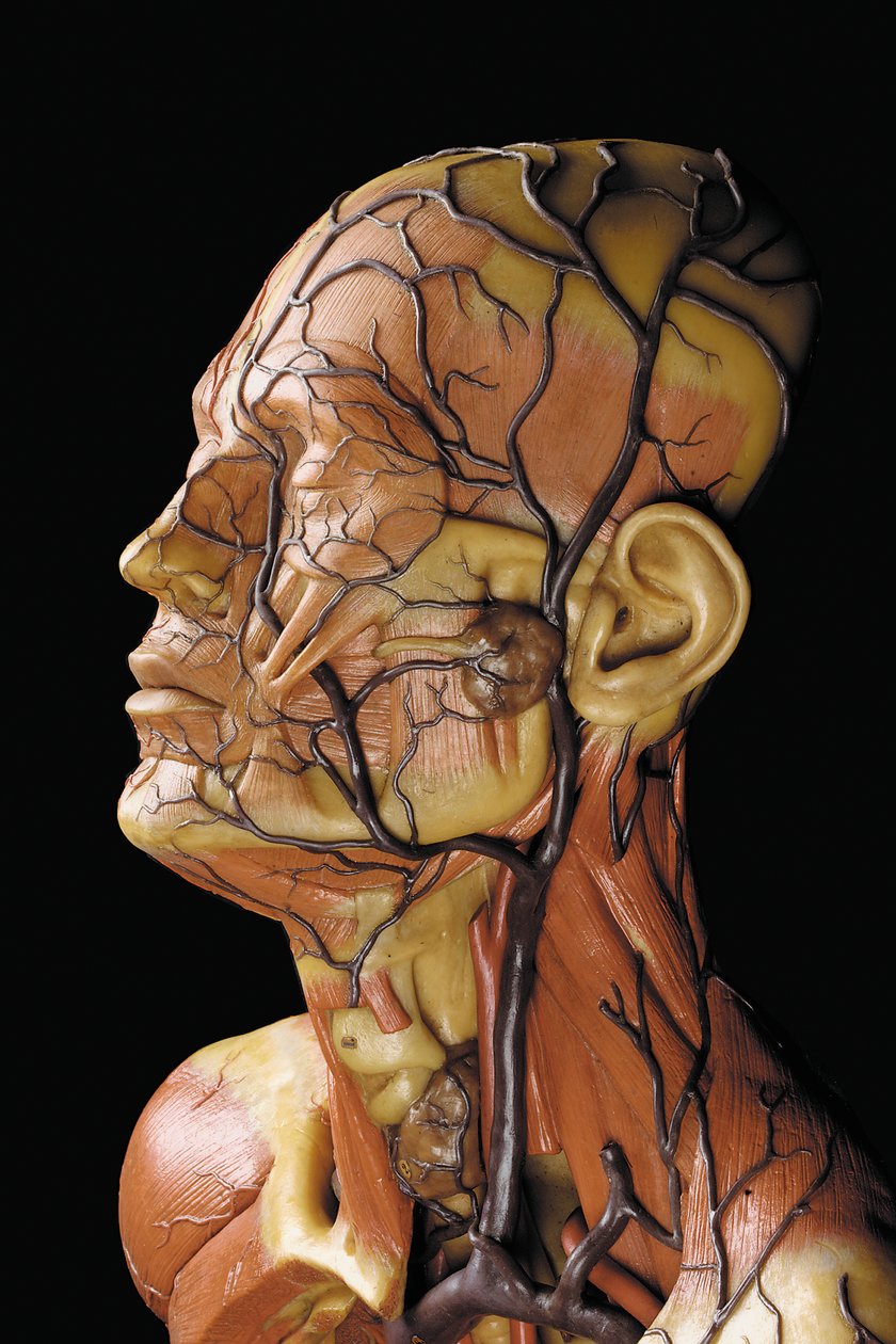 Detalhe de um modelo de ecorcha anatômica masculina, exibindo músculos, artérias e veias, circulação e sistema nervoso de Gustav Zeiller