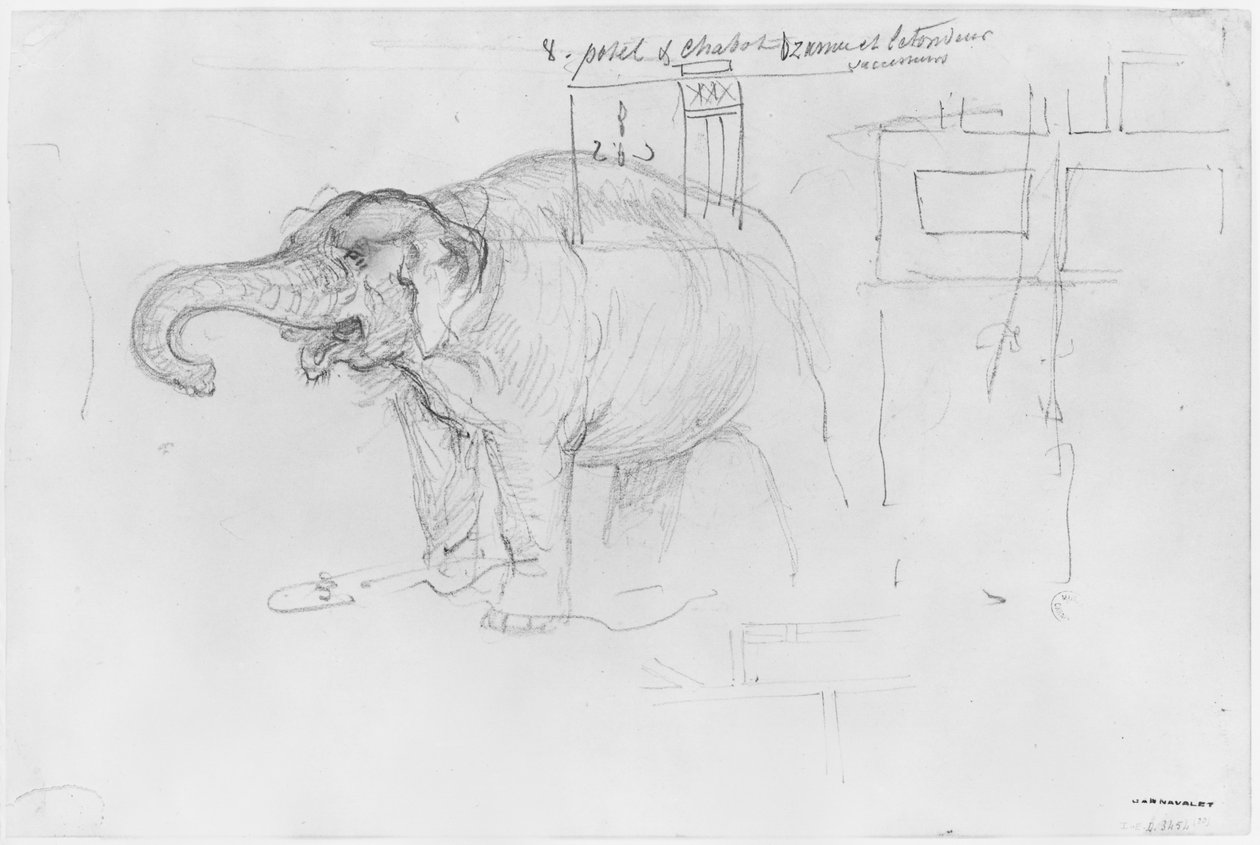 Álbum do Cerco de Paris, Elefante (caneta e tinta marrom e lápis sobre papel) de Gustave Dore