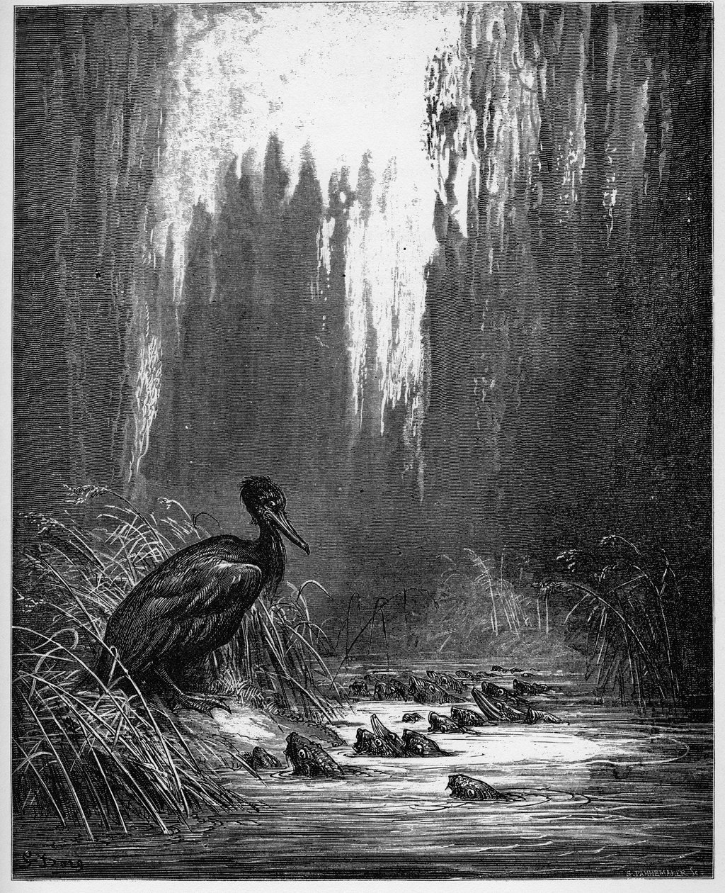 les poisson et le cormorant - peixe e corvo-marinho - de 