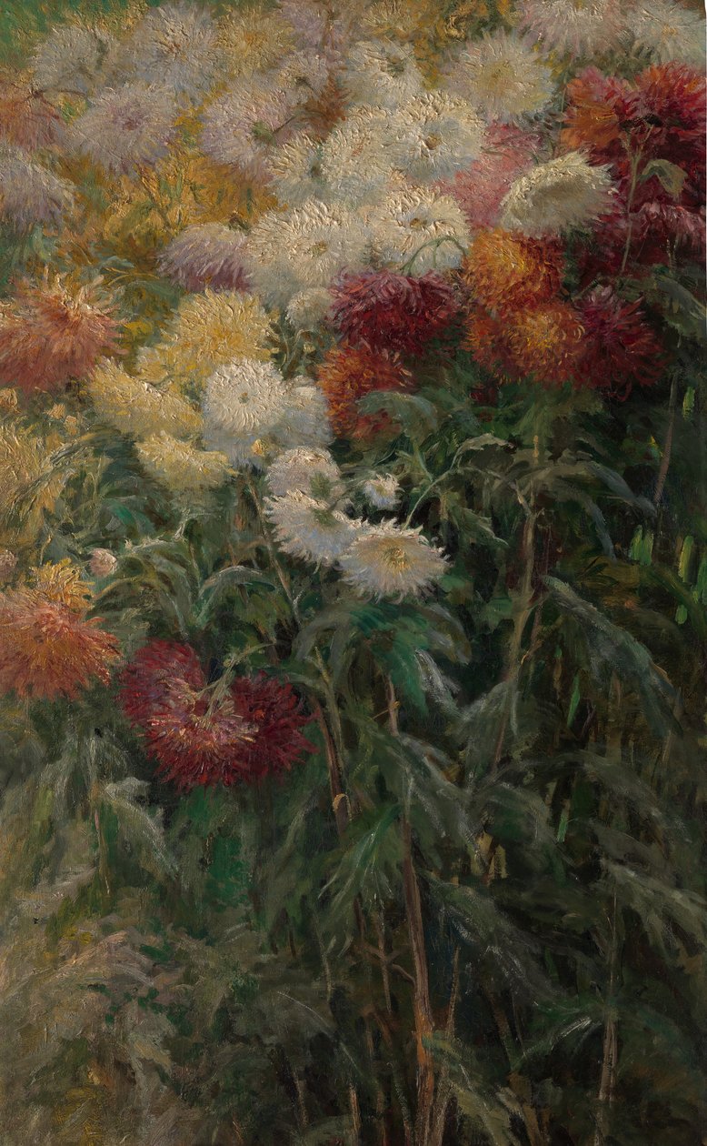 Crisântemos no jardim em Petit-Gennevilliers, 1893. de Gustave Caillebotte