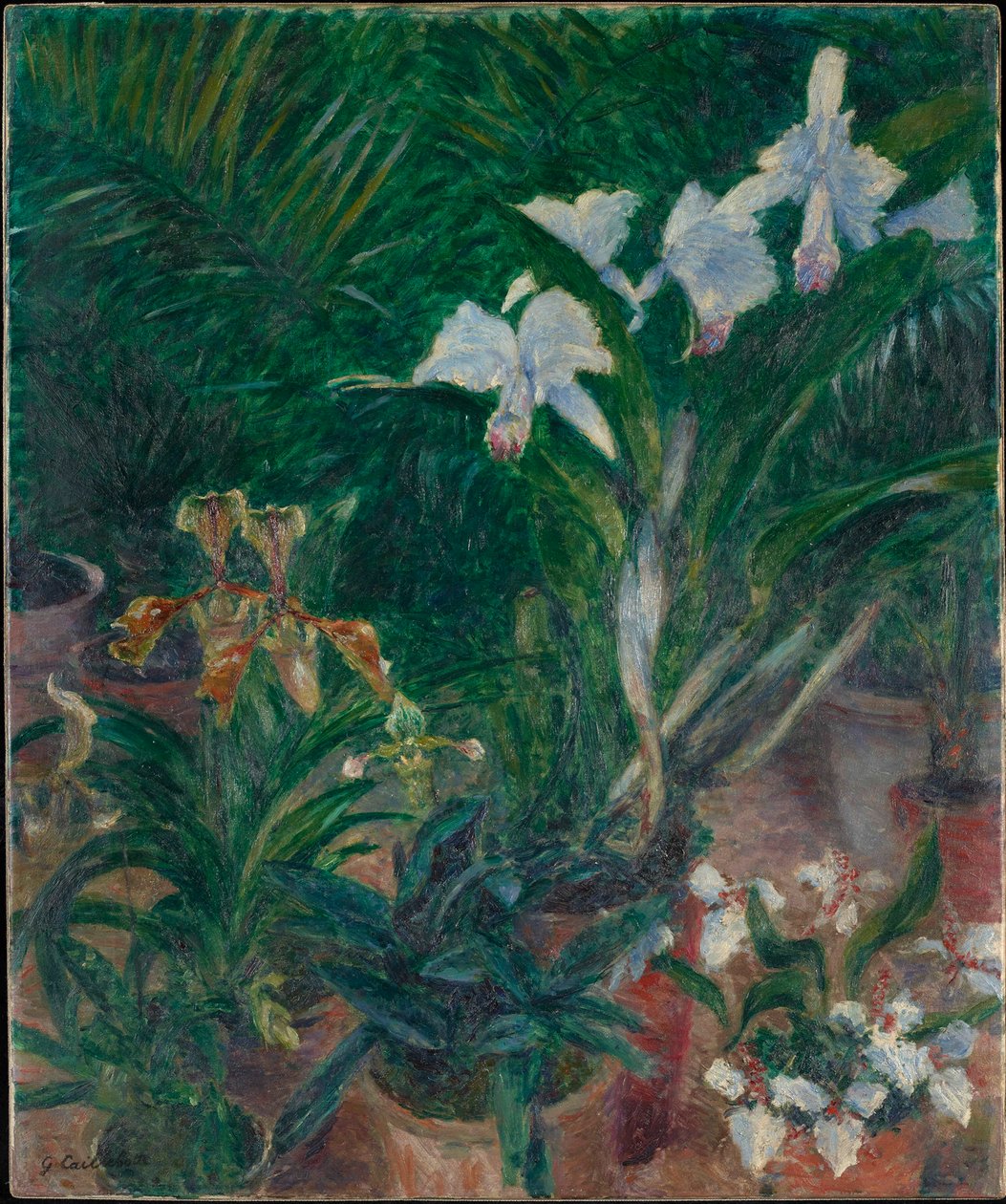 Orchids in the Petit Gennevilliers greenhouse, 1893. de Gustave Caillebotte