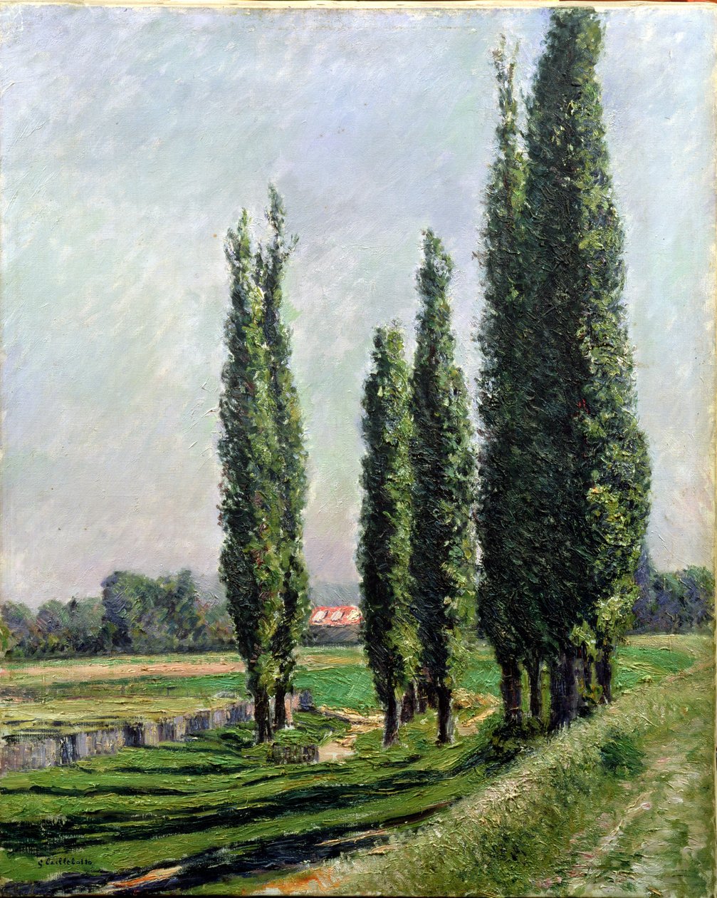 Álamos à beira do rio em Argenteuil (óleo sobre tela) de Gustave Caillebotte