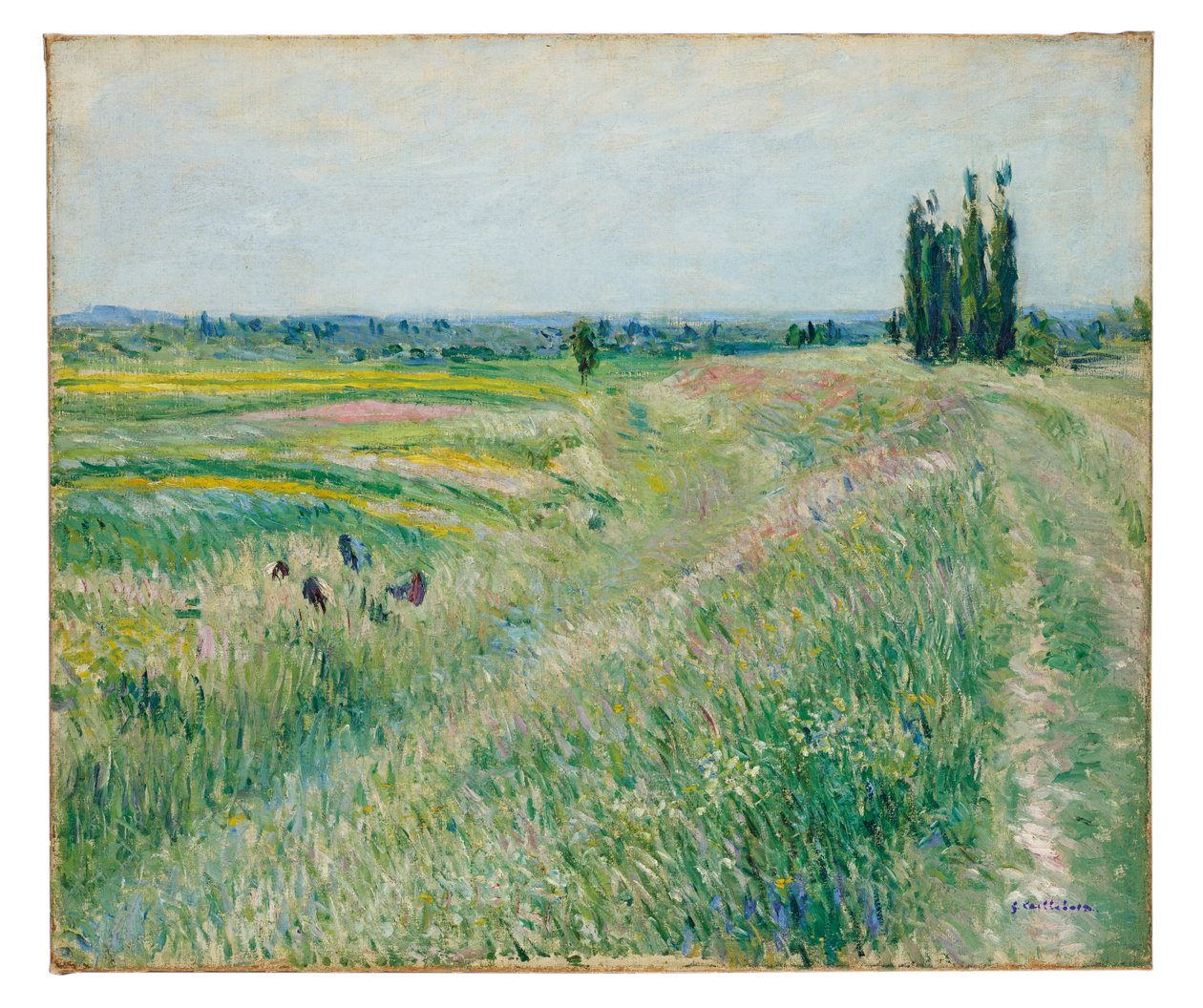 A planície de Gennevilliers, grupo de choupos, c.1883 (óleo sobre tela) de Gustave Caillebotte