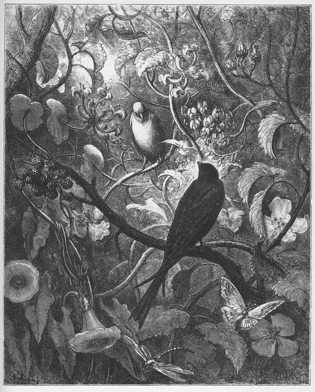 Philomele et Progne - de "Fables" de Jean de La Fontaine de Gustave Dore