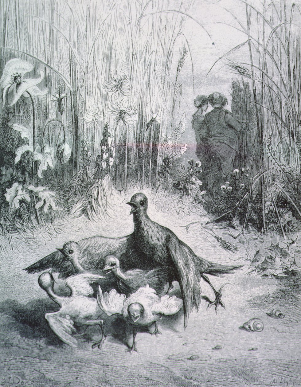 A fábula da cotovia, seus jovens e o mestre do campo, ilustração para as fábulas de La Fontaine rnrn de Gustave Dore