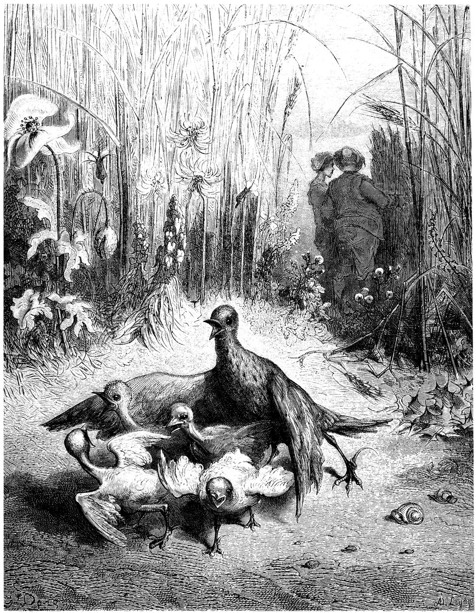 A cotovia e a sua cria com o mestre de campo: fábula de Jean de la Fontaine ilustrada por Gustave Dore - pássaros - de Gustave Dore