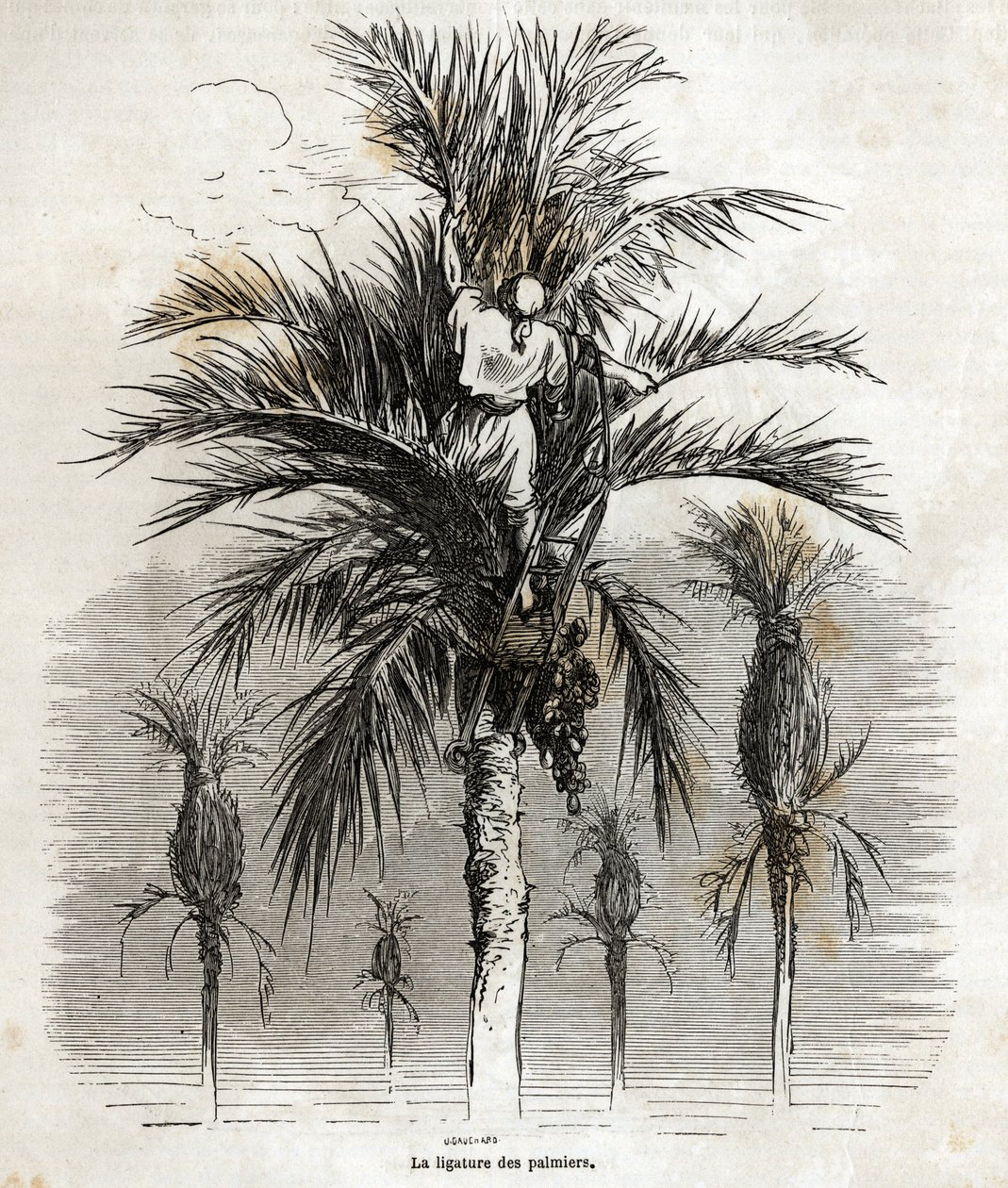 A ligação das palmeiras em Elche, com o objectivo de preservar a brancura, para as trançar, desenho de Gustave Dore (1832-1883), para ilustrar a sua viagem à Espanha, em 1862, com Ch. Davillier. Gravura em "Le tour du monde", editado por E de Gustave Dore
