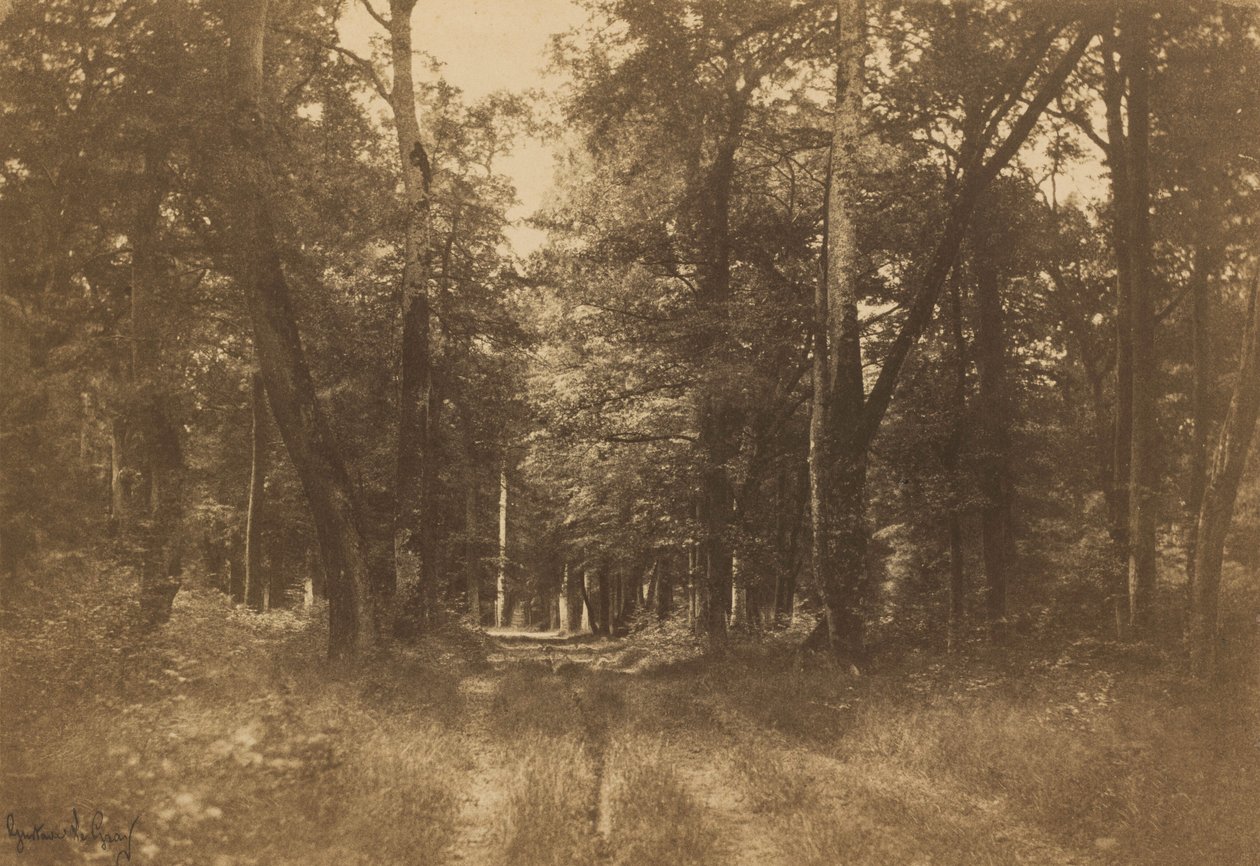 Bas-Bréau, Floresta de Fontainebleau, 1849-1852 (foto) de Gustave Le Gray