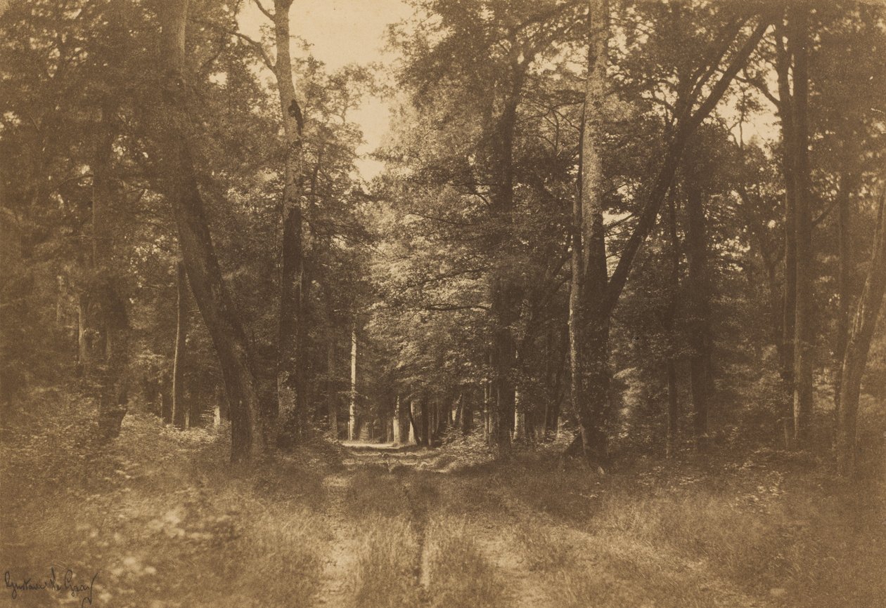 Bas-Bréau, Floresta de Fontainebleau de Gustave Le Gray