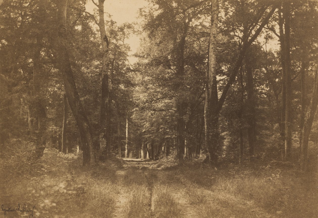 Bas-Bréau, Floresta de Fontainebleau, 1849-1852. de Gustave Le Gray
