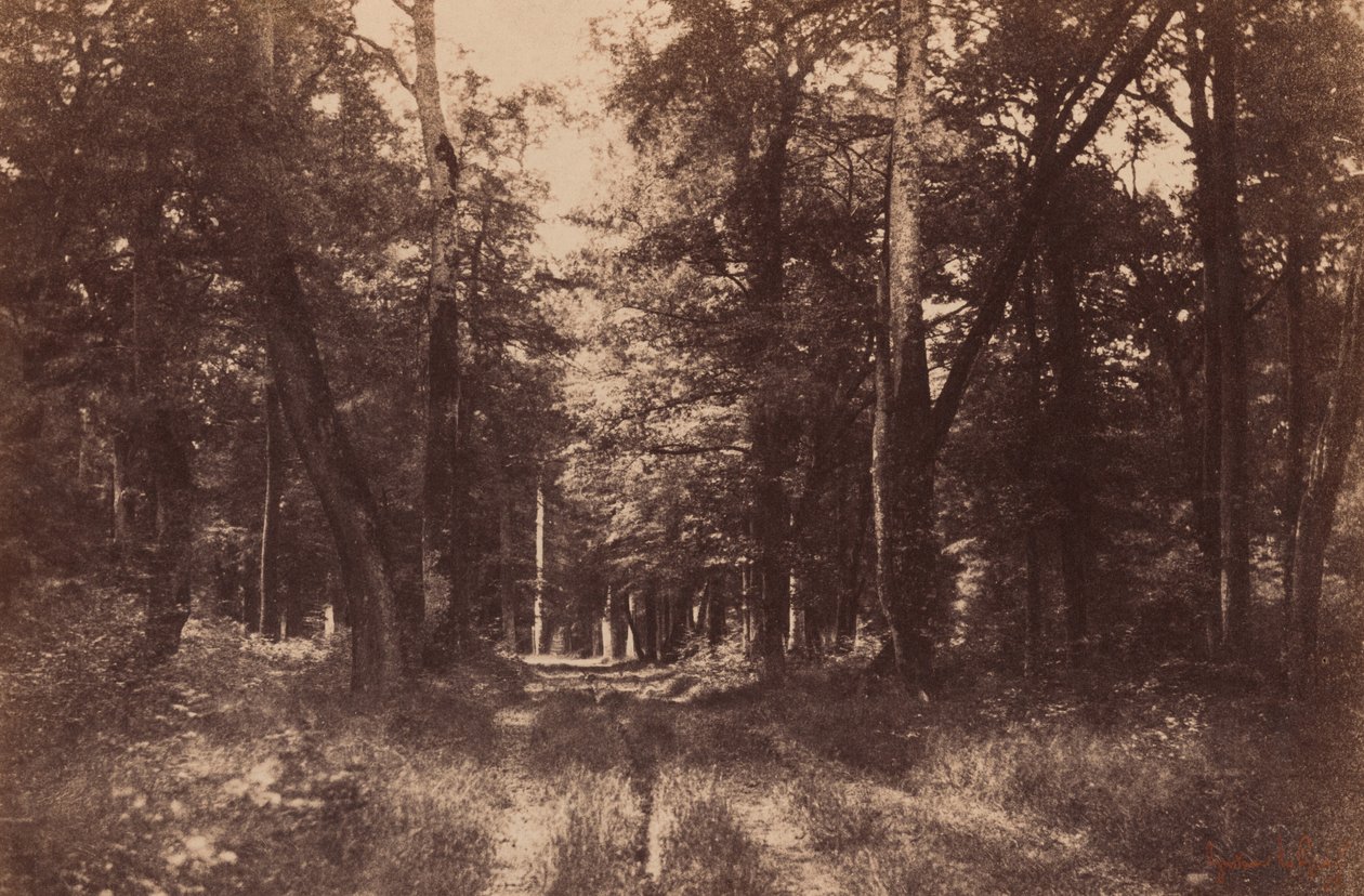 Bas-Breau, Floresta de Fontainebleau, 1852 (foto) de Gustave Le Gray