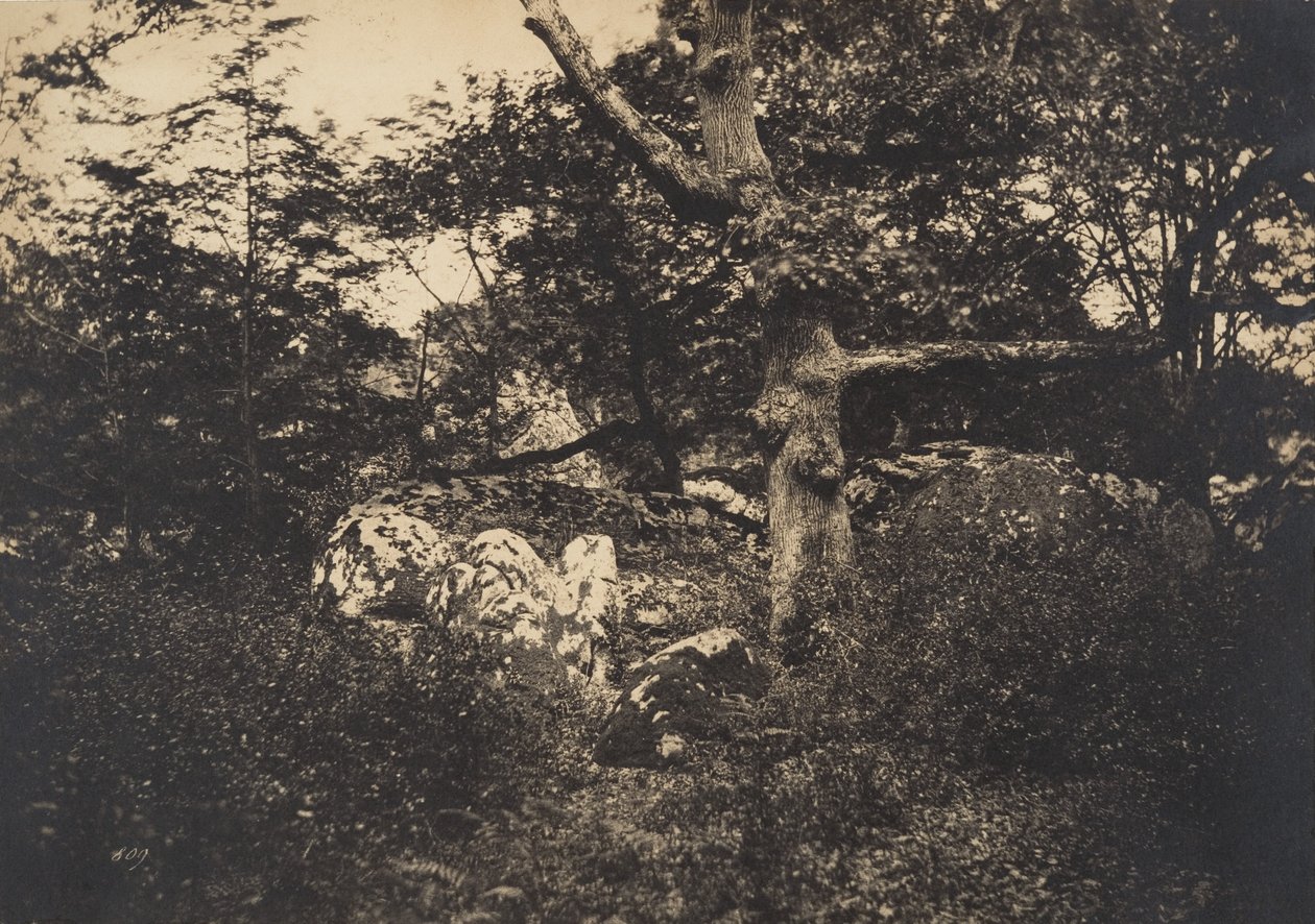 Carvalho nas rochas em Fontainebleau, 1849-52. de Gustave Le Gray