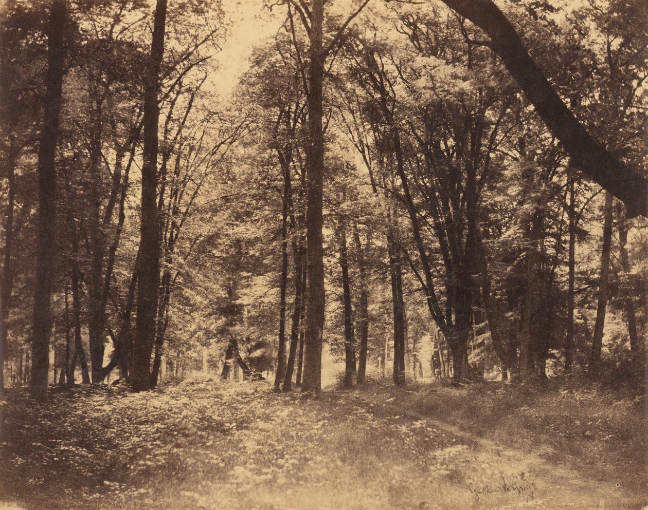 Cena de floresta de Gustave Le Gray