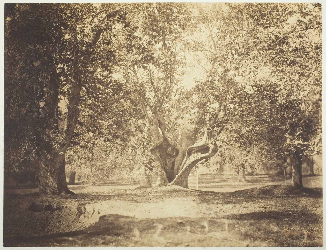 Árvore, Floresta de Fontainebleau de Gustave Le Gray