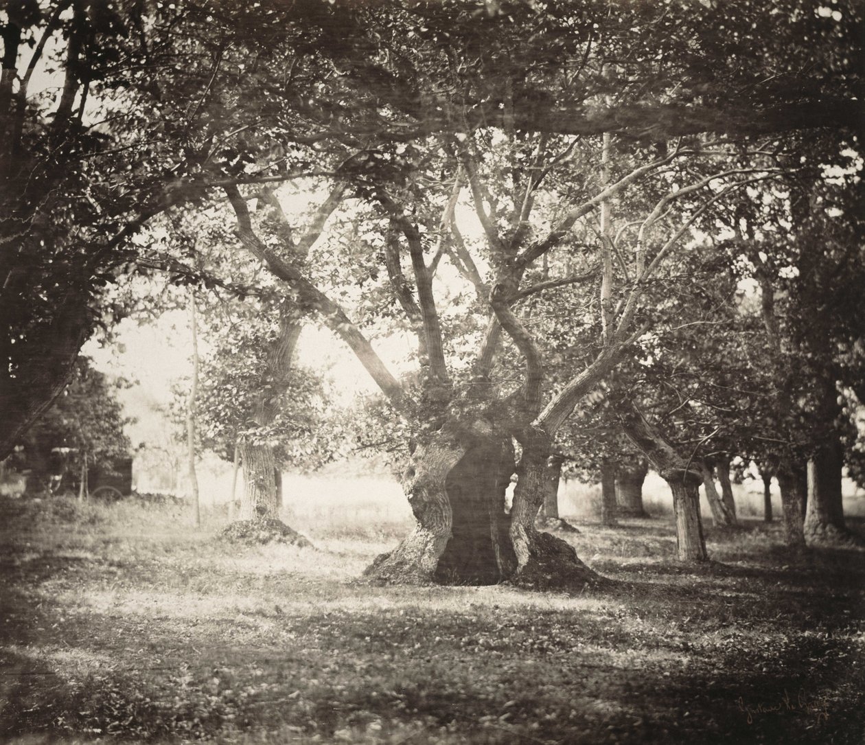 Árvore, Floresta de Fontainebleau de Gustave Le Gray
