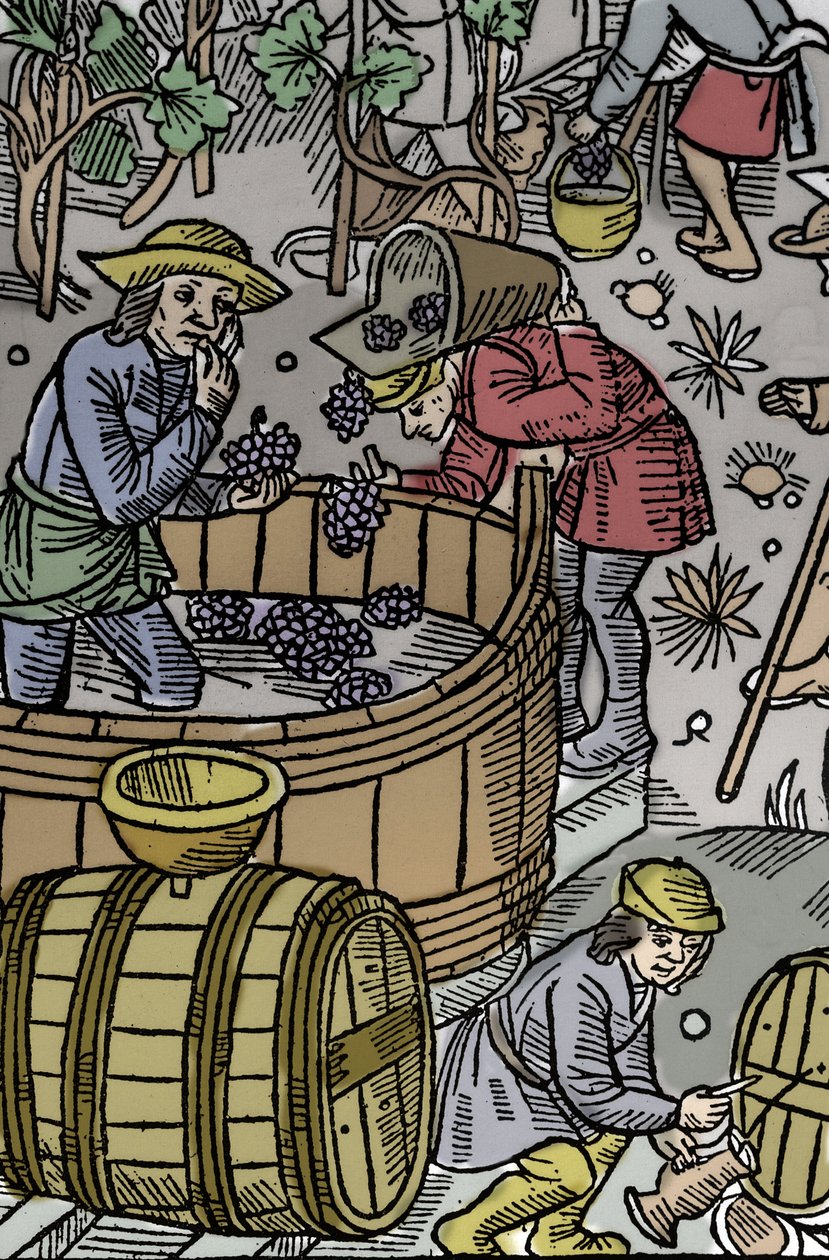 Vindima - vindima - Calendário dos Pastores - Os Trabalhos dos Meses - Outubro - Corte de madeira do livro de 1496 impresso por Guy Marchant (Guido Mercator) em Troyes - Gravura em madeira em "Le grand Calendrier et compost des shepherds" - A vindima - e o de Guy Marchant