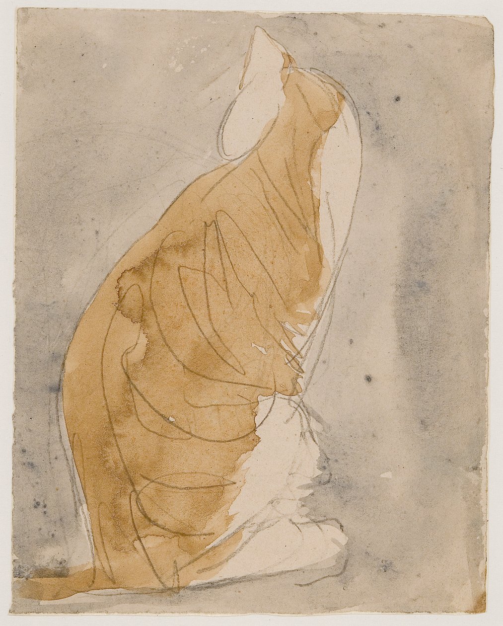 Estudo de um gato (aguarela e lápis sobre papel) de Gwen John