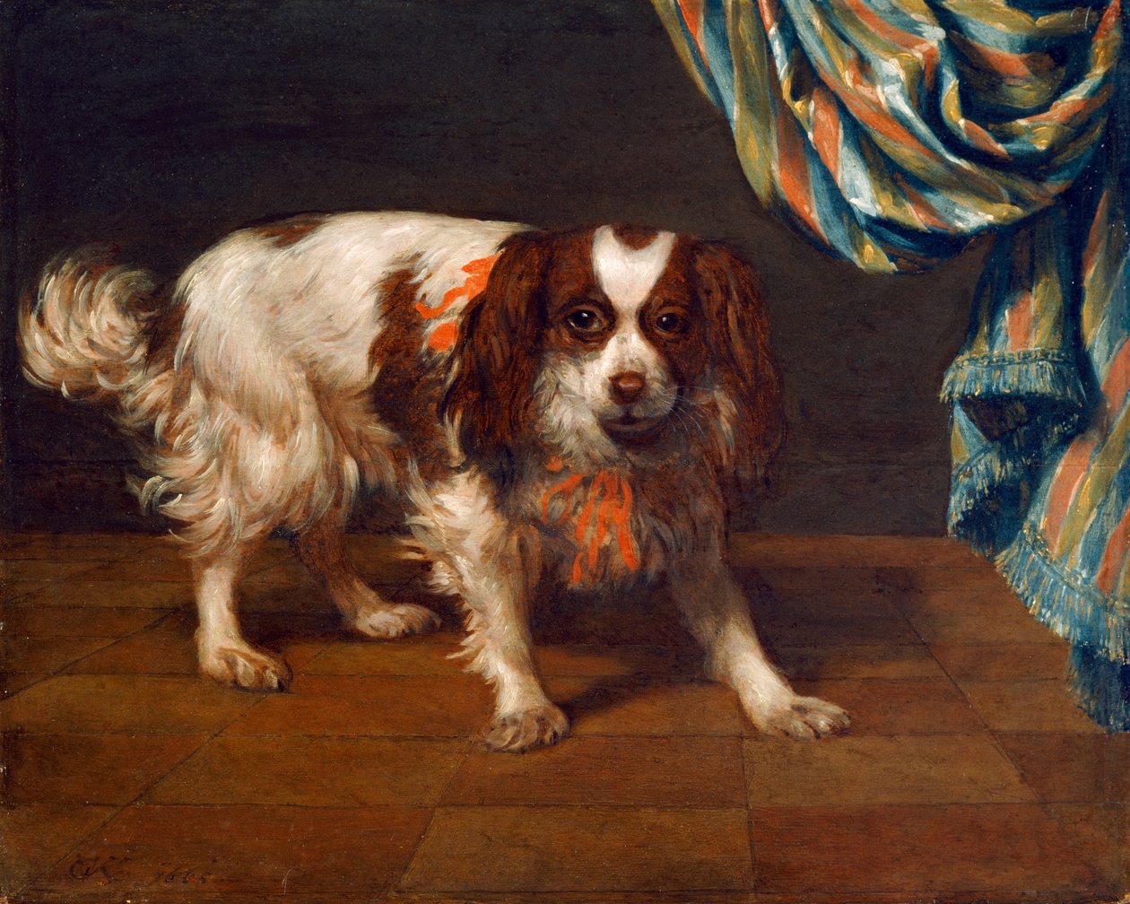 Um Rei Charles Spaniel (óleo sobre painel) de Gysbert van de Kuyl