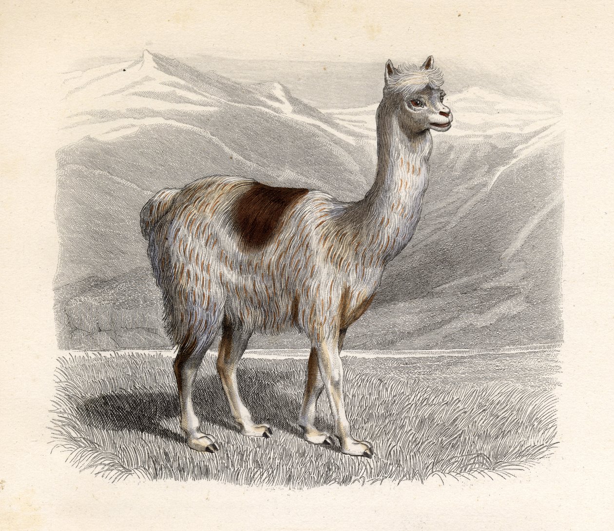 A lhama, gravada por E. Ramus de H. Gobin