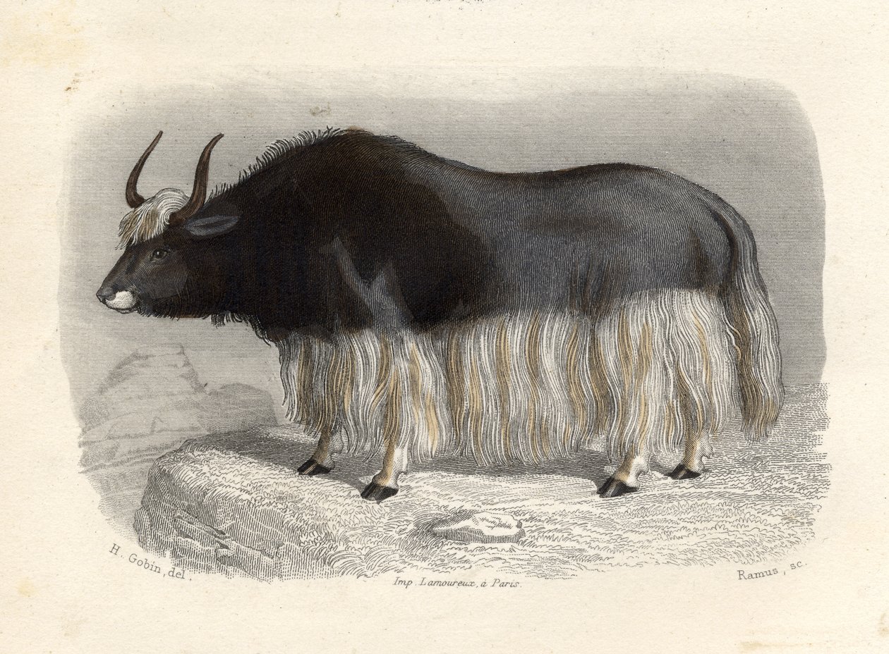 A vaca tartária, gravada por E. Ramus de H. Gobin