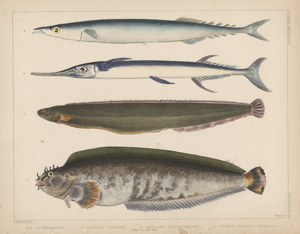 1. Clinus Polyactocephalus, 2. Gunellus Dolichogaster, 3. Belone Gigantea, 4. Scomberesox, 1855 de H. Patterson
