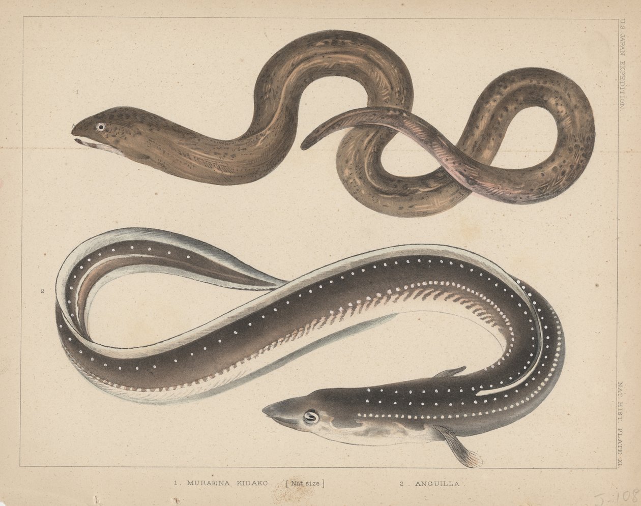 1. Muraena Kidako, 2. Anguilla, 1855 de H. Patterson