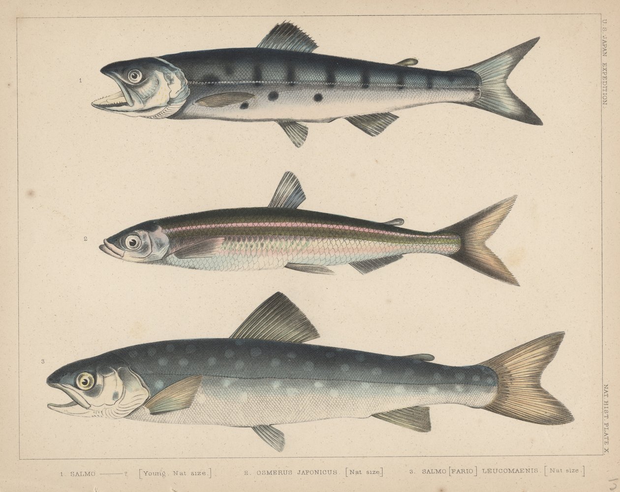 1. Salmão, 2. Osmerus Japonicus, 3. Salmo (Fario) Leucomaenis, 1855 de H. Patterson