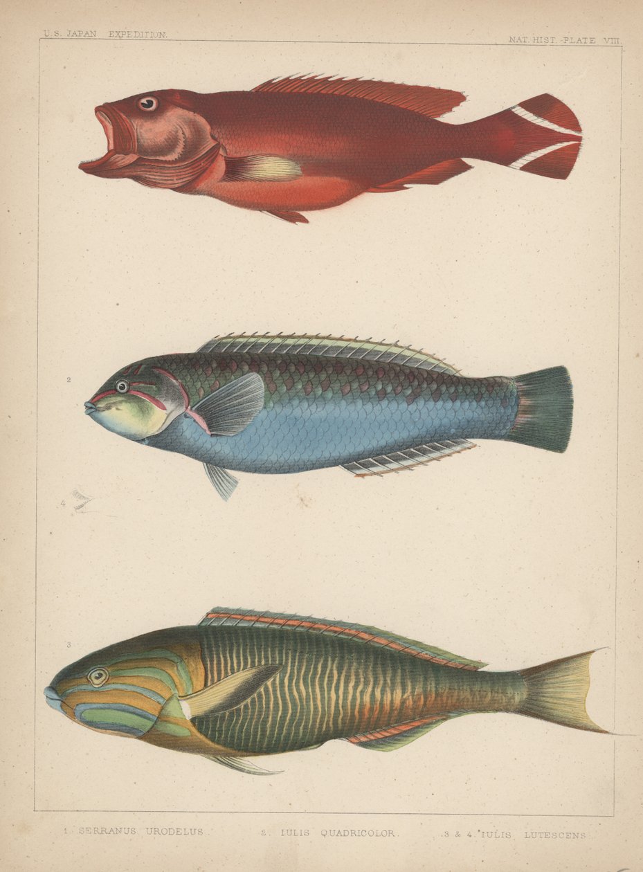 1. ânus Urodela, 2. Julio Quadricolor, 3. Julius Lutescens de 1855 de H. Patterson